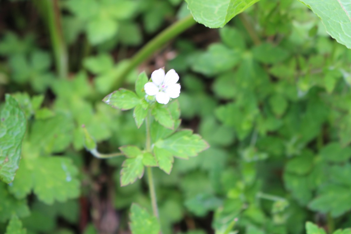 Geranium